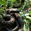 Natricine water snake