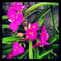Spiderwort