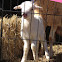 Lamb