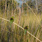 Little bee-eater