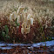 Rattlesnake Grass, Big Quaking Grass