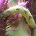 Common Pug Caterpillar