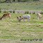 Fallow Deer
