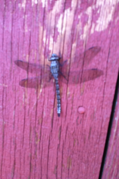 Spotting Image 1