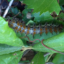 Caterpillar