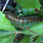 Caterpillar
