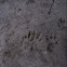 Racoon tracks