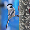 Black-Capped Chickadee