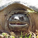 Snapping Turtle