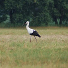 White stork
