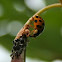 Ladybugs eating