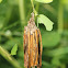 Bagworm Moth Case