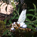 Small Cabbage White Butterfly