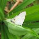 Common Tit Butterfly