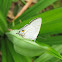 Common Tit Butterfly