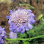 Pincushion flower 