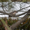 striped tree frog