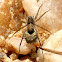 Thin-legged wolf spider with egg sac