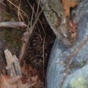Massassauga Rattler