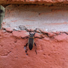 Bordered plant bug