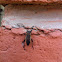 Bordered plant bug
