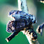 Moth