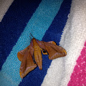 Huckleberry Sphinx
