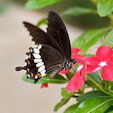 Indian Common Mormon
