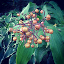 False Solomon's Seal