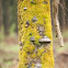Tinder Fungus