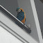 Blue-and-yellow Macaw