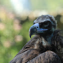 Black Vulture