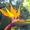 Bird Of Paradise