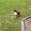Mallard hybrid