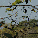 Stork billed kingfisher