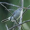 Blue-gray Gnatcatcher