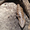 Blue-tongued Skink