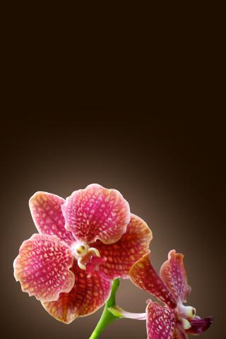 Tropical Orchids Wallpaper