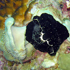 Egg Cowrie