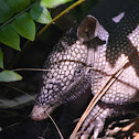 Nine-Banded Armadillo