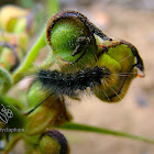 Woolly Bear
