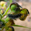 Woolly Bear