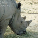 Southern White Rhinoceros