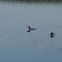 Common Loon