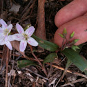 Spring Beauty