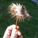 Coneflower