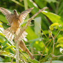 Yellow-vented Bulbol
