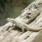 Hispaniolan Curlytail Lizard
