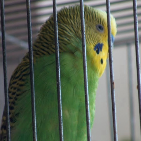 Spotting Image 1