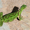 Green Iguana